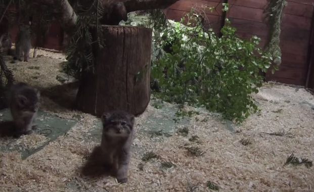 Gattini di Pallas, nati sei esemplari in uno zoo scozzese!
