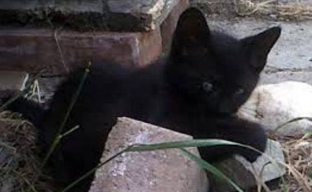 Abbandono di gatti: ecco cosa fare e come adottarli!