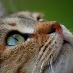 Come mai il gatto riesce a vedere al buio?