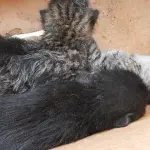 Modena: Salvati tre gattini lasciati in una scatola sotto il sole cocente!