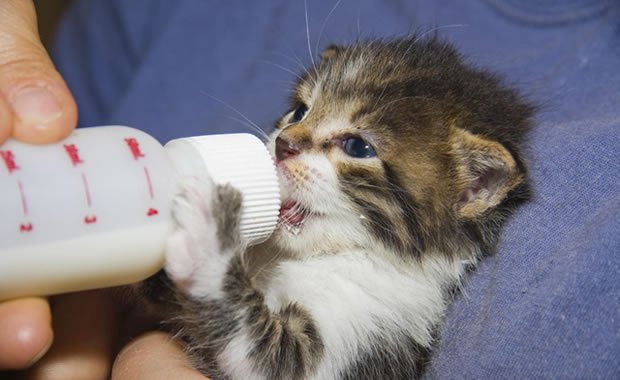8 gattini abbandonati nella spazzatura vengono nutriti con amore [VIDEO]