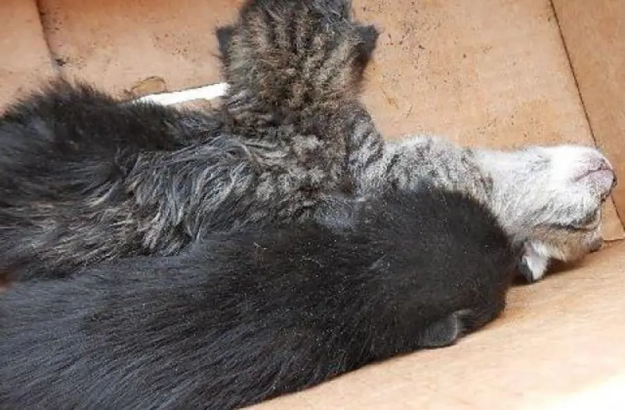 Modena: Salvati tre gattini lasciati in una scatola sotto il sole cocente!