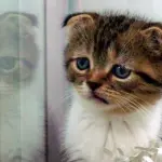 Perché internet è pieno di gattini?