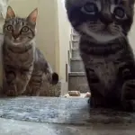 Gattini abbandonati tra i rifiuti vengono adottati dai Carabinieri!