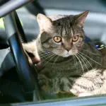 Viaggiare con amici a quattro zampe, i consigli per andare in vacanza