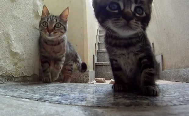 Gattini abbandonati tra i rifiuti vengono adottati dai Carabinieri!