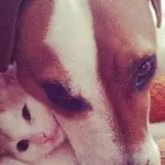 Peppo, la storia del Jack Russell che adotta i gattini!