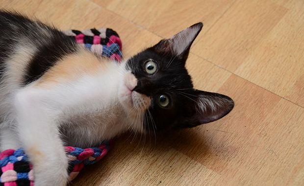 Il gatto annusa le scarpe? Ecco perchè lo fa!