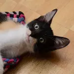 Il gatto annusa le scarpe? Ecco perchè lo fa!