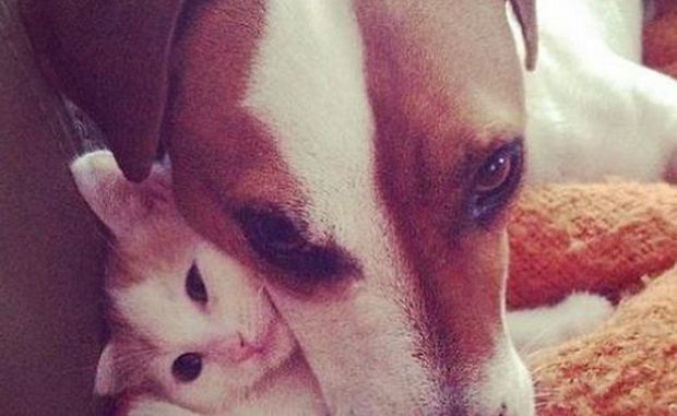 Peppo, la storia del Jack Russell che adotta i gattini!