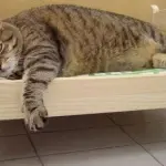 Gatti sempre più obesi, arriva la clinica per curarli