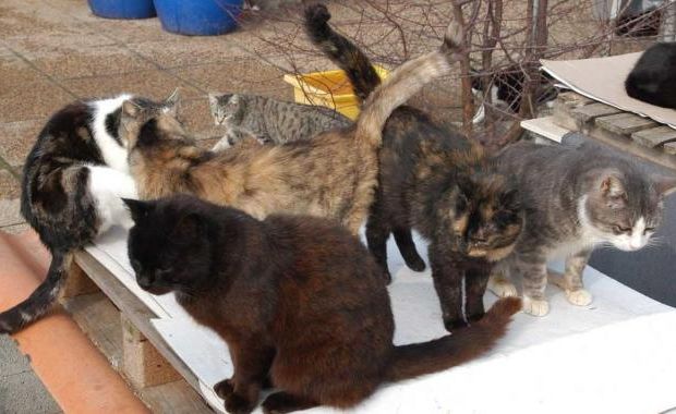 Vigili del fuoco salvano dieci gatti sul tetto di una fabbrica