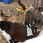 Vigili del fuoco salvano dieci gatti sul tetto di una fabbrica