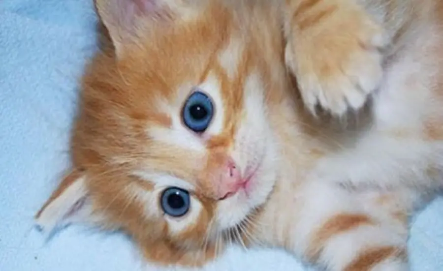 Sterilizzazione gatti: siete favorevoli o contrari?