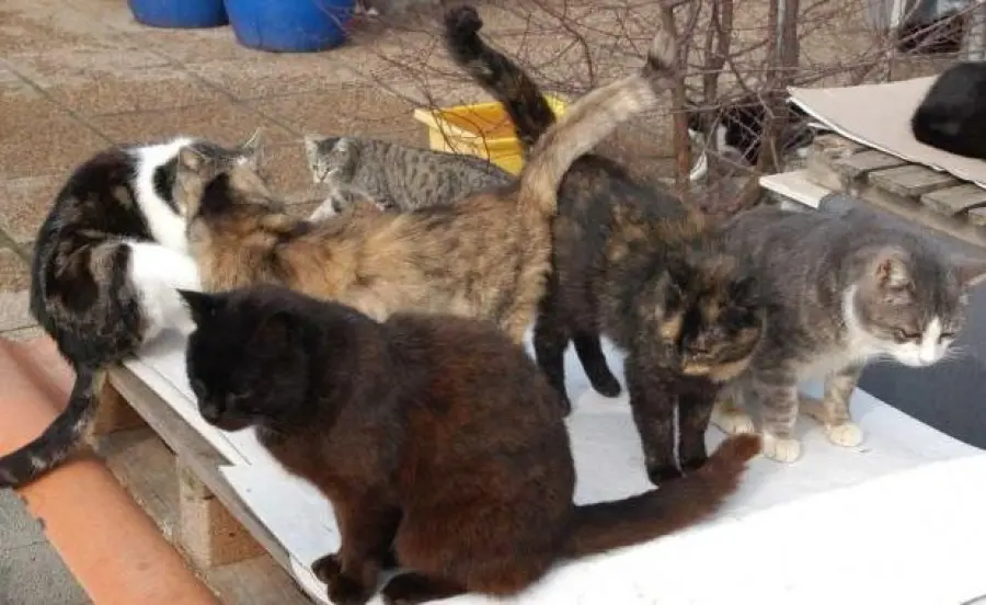 Vigili del fuoco salvano dieci gatti sul tetto di una fabbrica