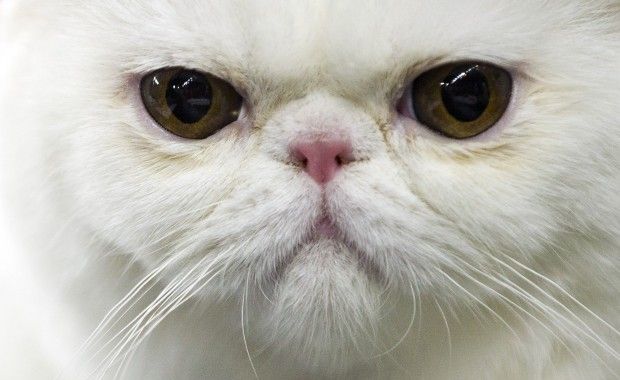 Ecco la differenza tra cani e gatti! [VIDEO]