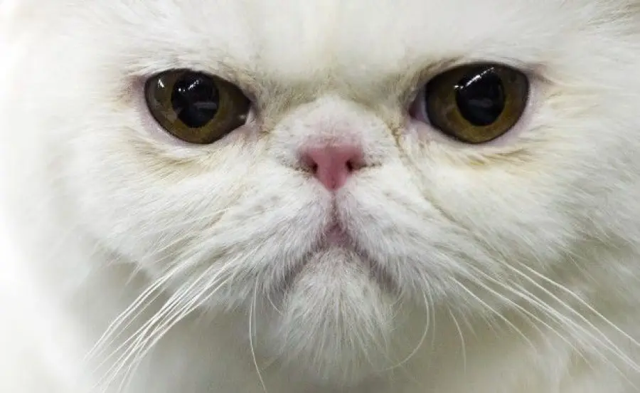 Ecco la differenza tra cani e gatti! [VIDEO]