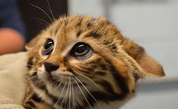 Gatto di Shrek? Esiste davvero, guardate questa foto!