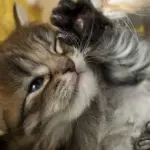 Il gatto più bello del mondo?!? [VIDEO]
