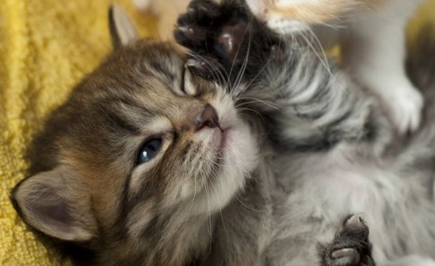 Il gatto più bello del mondo?!? [VIDEO]