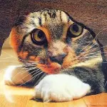 Perchè è importante accarezzare il gatto