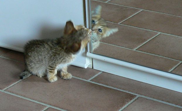 Gattino si vede allo specchio per la prima volta! [VIDEO]
