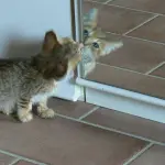 Gattino si vede allo specchio per la prima volta! [VIDEO]