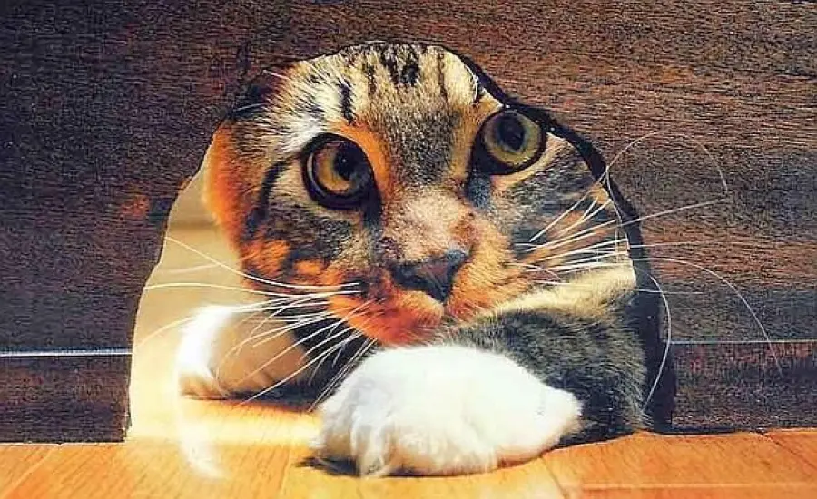 Perchè è importante accarezzare il gatto