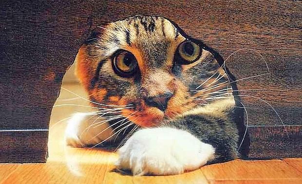 Perchè è importante accarezzare il gatto