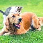 Animali e cibo: le differenze tra alimentazione industriale e casalinga