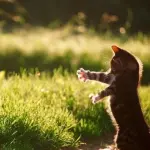 Gatti affettuosi: non riuscirete ad allontanarli! [VIDEO]