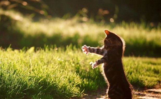 Gatti affettuosi: non riuscirete ad allontanarli! [VIDEO]