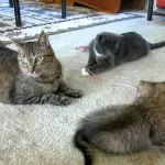 Gatti buffi e irresistibili: un video imperdibile selezionato per voi! [VIDEO]