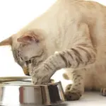 7 cose che dovreste sapere sui vostri gatti