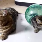 Quanti gattini possono entrare in una sfera? [VIDEO]