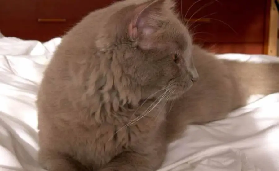 Gatto York Chocolate: Un video per scoprire questo meraviglioso micio!