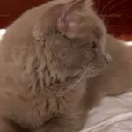 Gatto York Chocolate: Un video per scoprire questo meraviglioso micio!