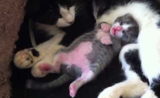 Gattino si agita nel sonno: starà ballando? [VIDEO]