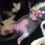 Gattino si agita nel sonno: starà ballando? [VIDEO]