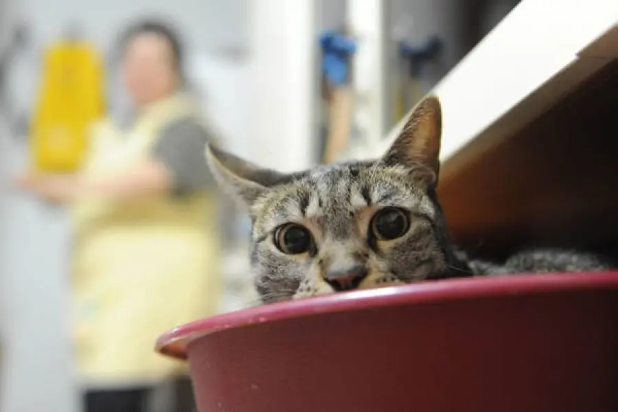 Come viziare e curare il tuo gatto