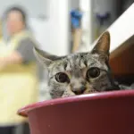 Come viziare e curare il tuo gatto