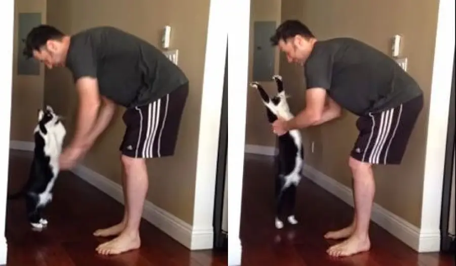 Il gattino che ama gli abbracci, guardate che tenerezza!!! [VIDEO]