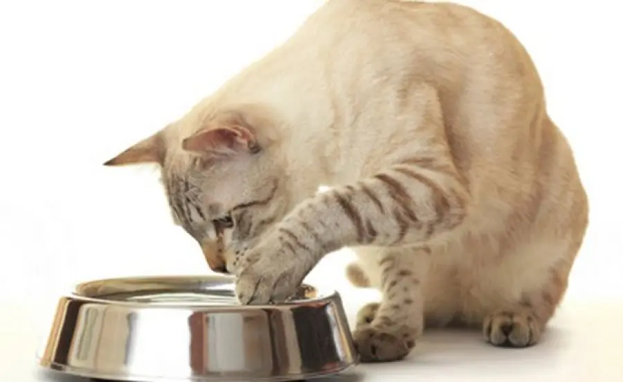 Gatto rovescia ciotola dell’acqua: perché si comporta così?