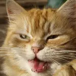 Tv per soli gatti: nasce Cats 24/7