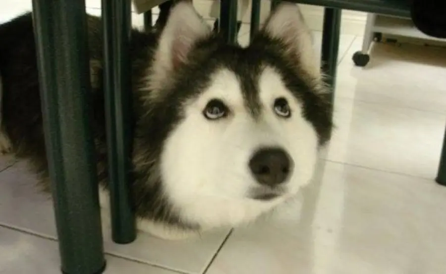 Tully, è un cane ma sembra un gatto