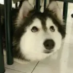 Tully, è un cane ma sembra un gatto