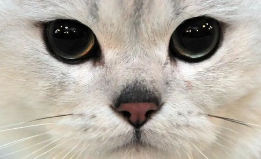 Regali per i vostri gatti: ecco quelli da evitare!