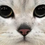 Regali per i vostri gatti: ecco quelli da evitare!