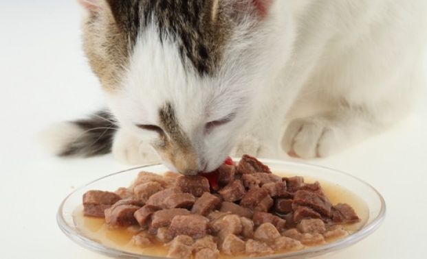 10 curiosità sui gatti che fareste meglio a leggere!