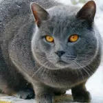 Gatti, l’antidoto perfetto contro la solitudine